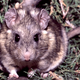 Illustration for article titled Rats are awesome masters of all things poisonous